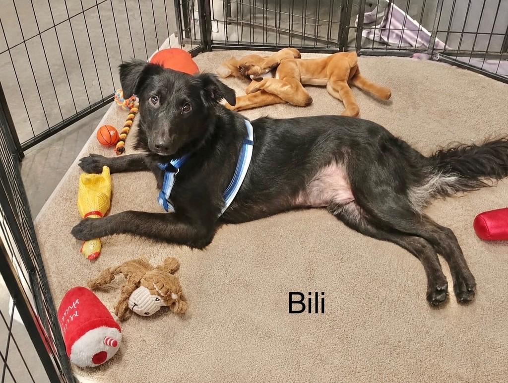 Bili, cachorro de porte pequeno para adoção em São Paulo - SP — foto 2 de 2