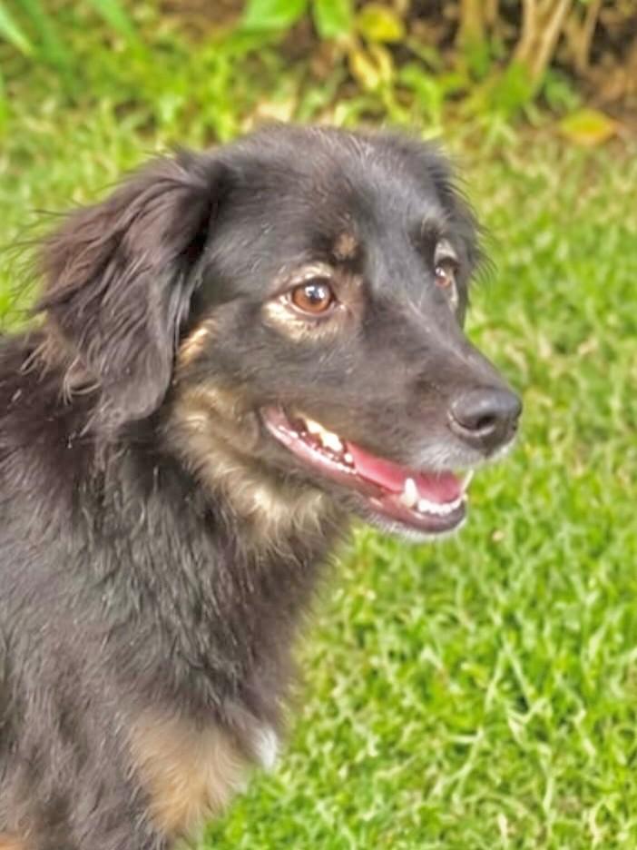 Babi, cadela de porte médio para adoção em São Paulo - SP