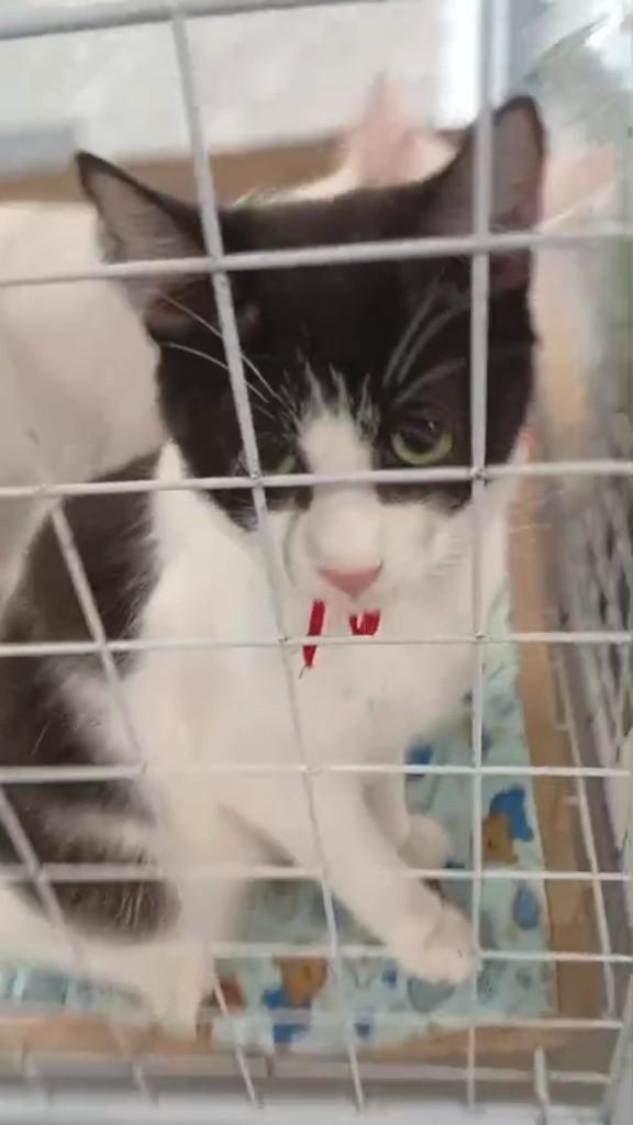 Tiquin, gato de porte pequeno para adoção em São Paulo - SP