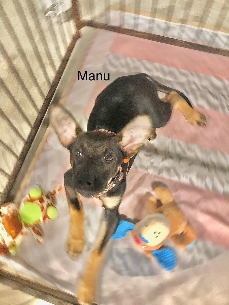 Manu, cadela de porte pequeno para adoção em São Paulo - SP