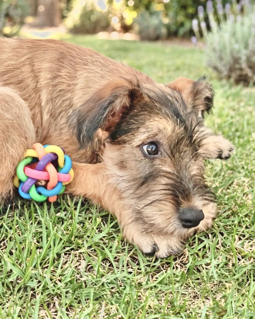 Negão, cachorro de porte pequeno para adoção em São Paulo - SP