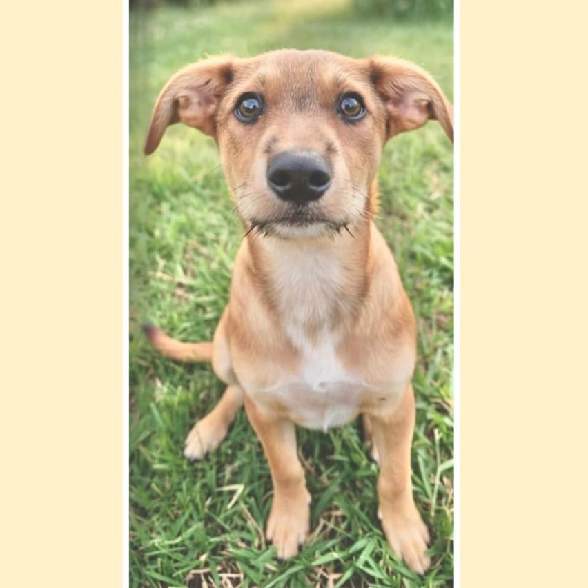 Caramelo, cachorro de porte pequeno para adoção em São Paulo - SP