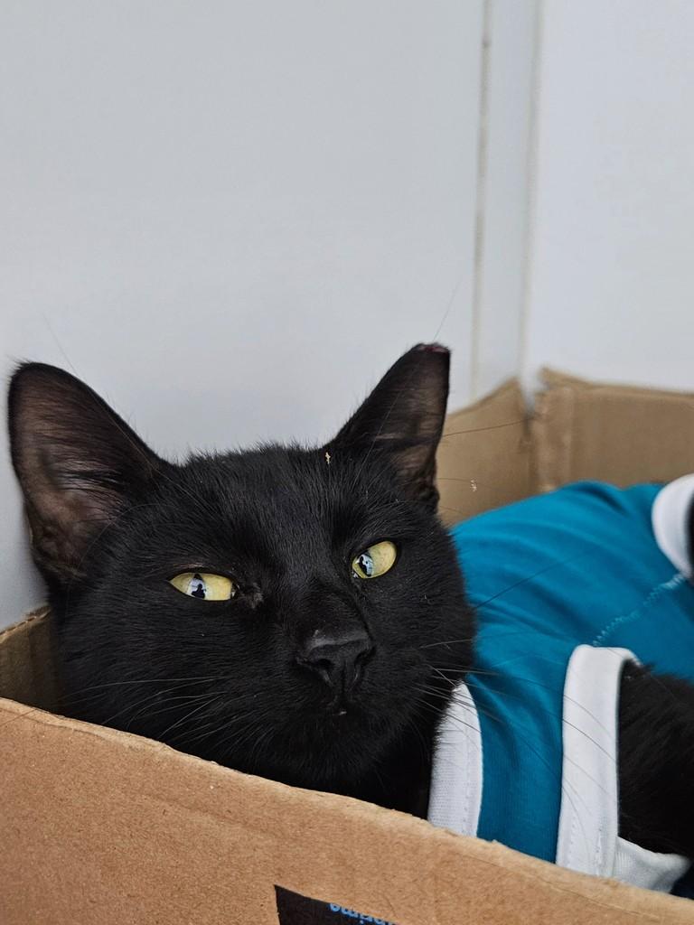 Benê(dita) da Silva, gato de porte pequeno para adoção em Natal - RN