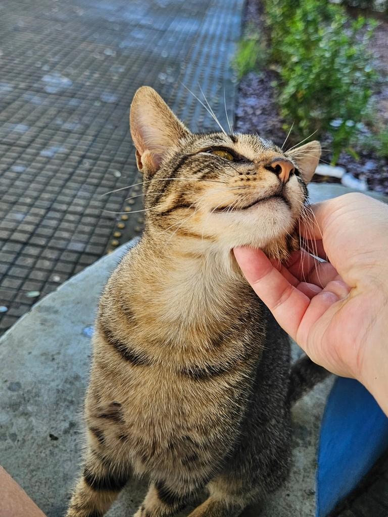 Bento Serafino, gato de porte pequeno para adoção em Natal - RN