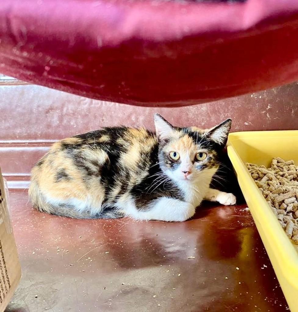 Ceci, gata de porte pequeno para adoção em Natal - RN