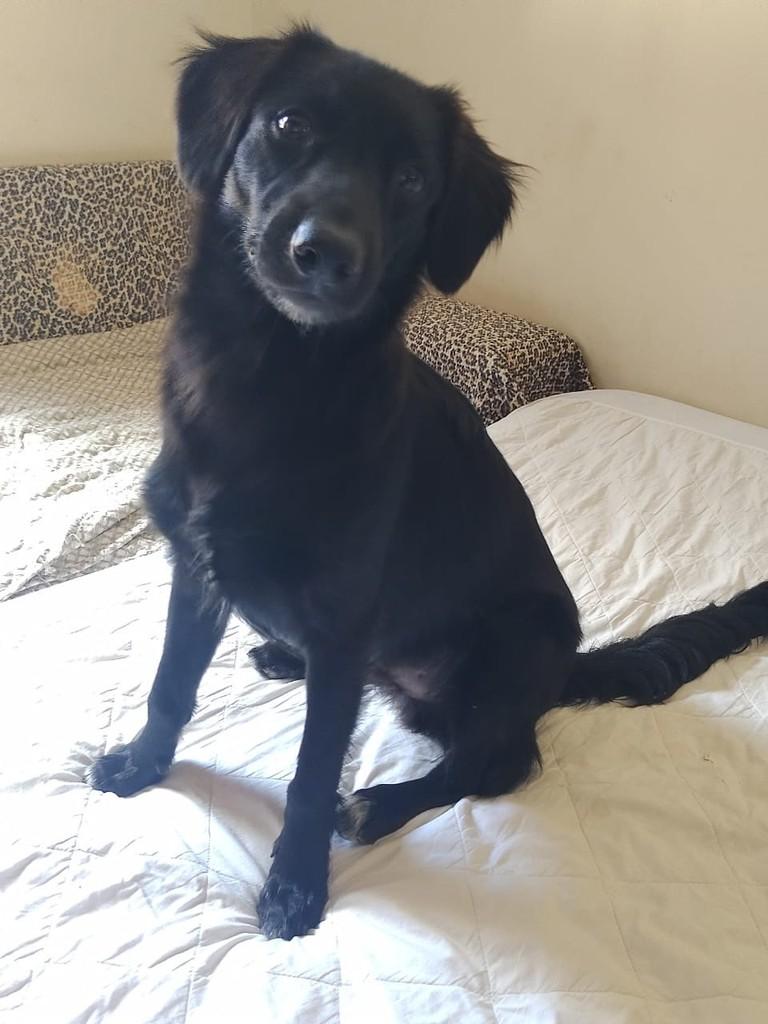 Zezinho, cachorro de porte médio para adoção em Goiânia - GO