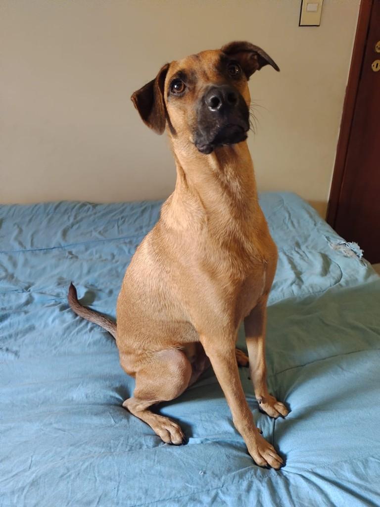 Romeu, cachorro de porte médio para adoção em Goiânia - GO
