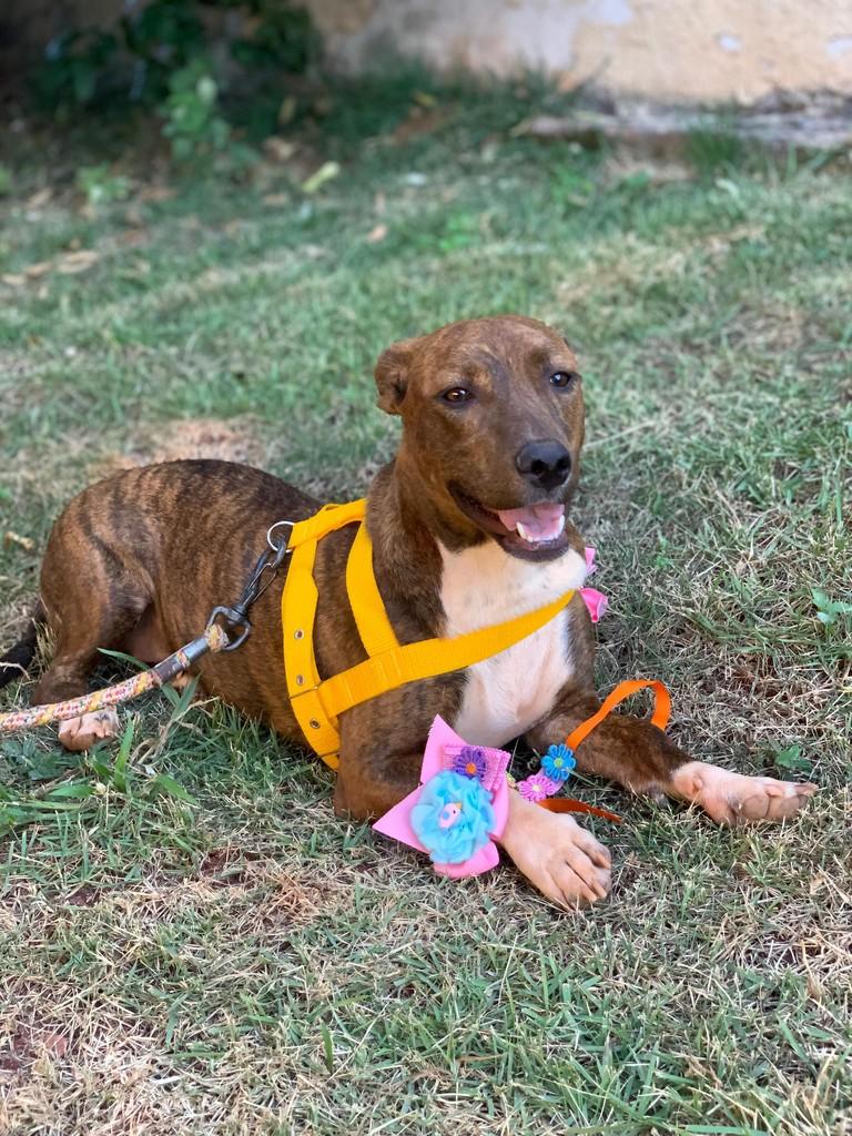 Jade, cadela de porte pequeno para adoção em Goiânia - GO