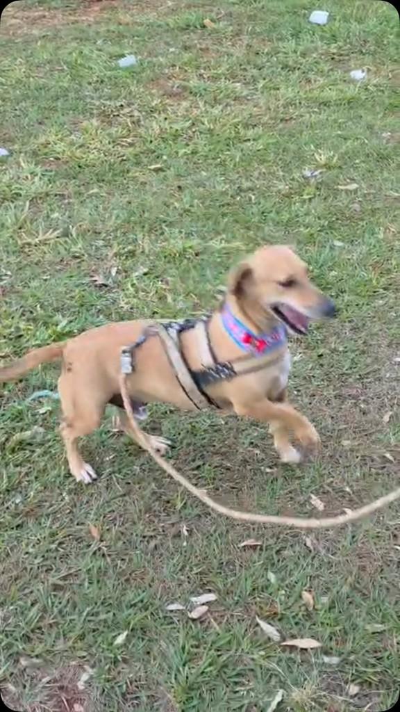 Basset Mestiço, cachorro de porte pequeno para adoção em Goiânia - GO