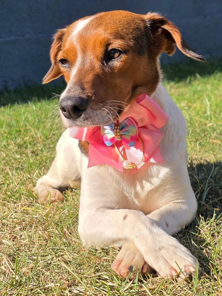 Frida, cadela de porte pequeno para adoção em Goiânia - GO
