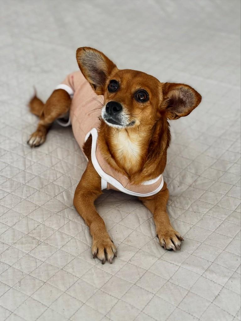 Lupita, cadela de porte pequeno para adoção em Goiânia - GO