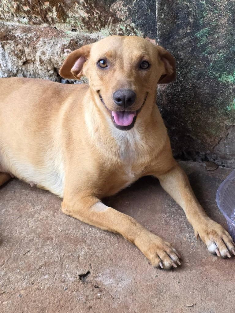Esmeralda, cadela de porte médio para adoção em Goiânia - GO