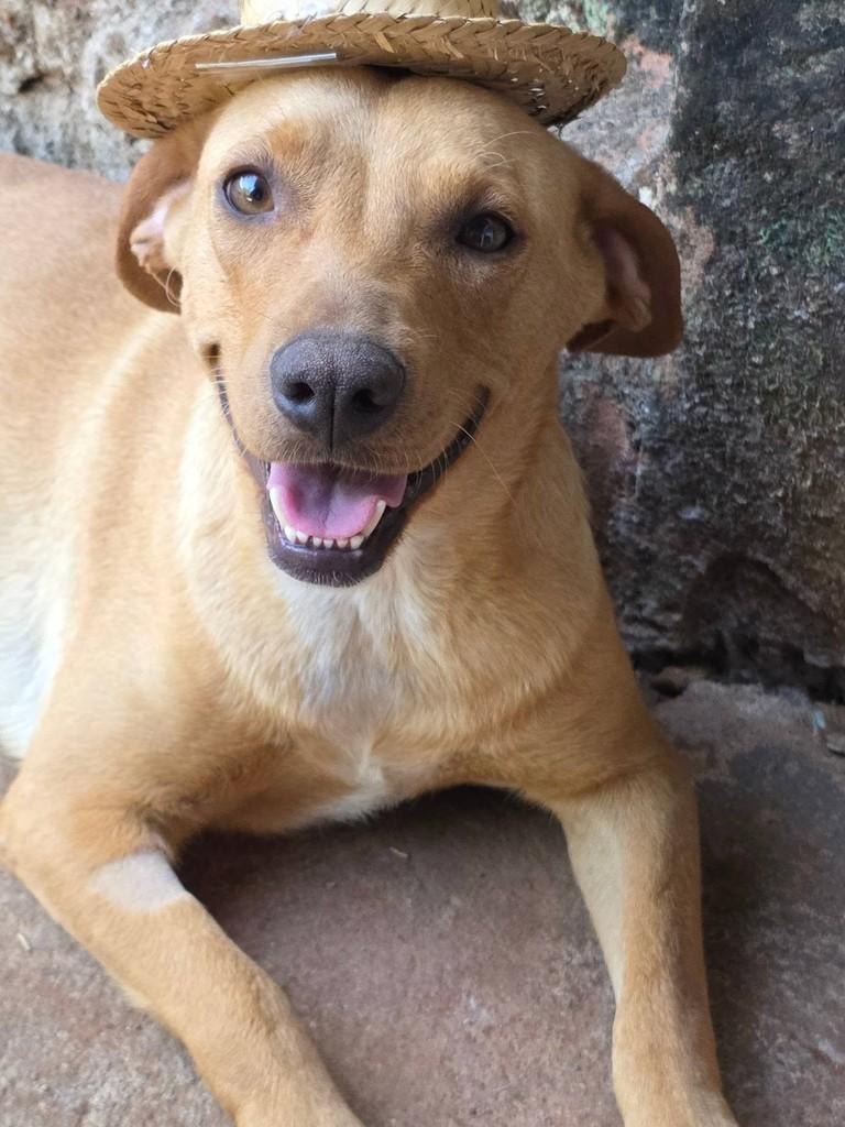 Esmeralda, cadela de porte médio para adoção em Goiânia - GO — foto 2 de 3