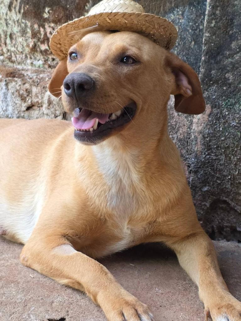 Esmeralda, cadela de porte médio para adoção em Goiânia - GO — foto 3 de 3