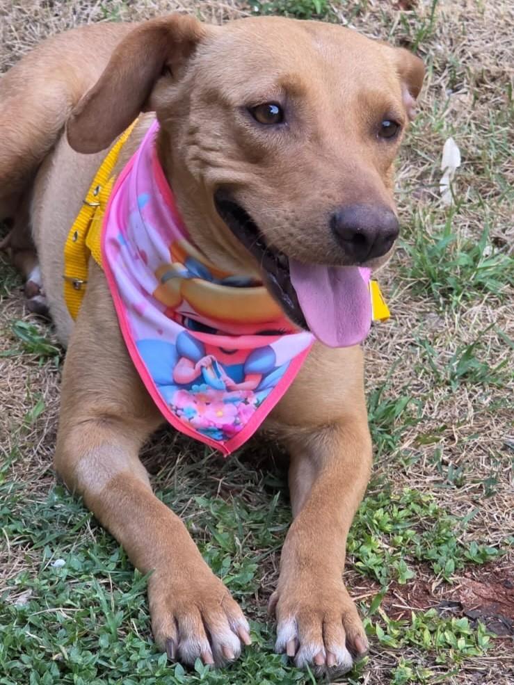 Caramela, cadela de porte médio para adoção em Goiânia - GO
