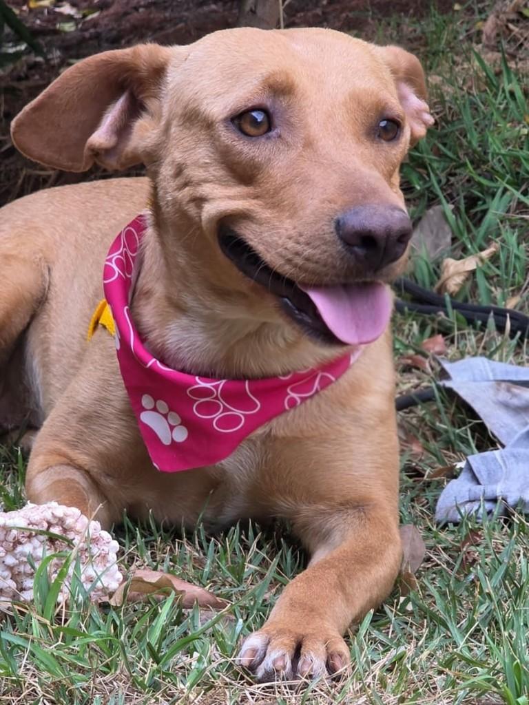 Caramela, cadela de porte médio para adoção em Goiânia - GO — foto 2 de 2