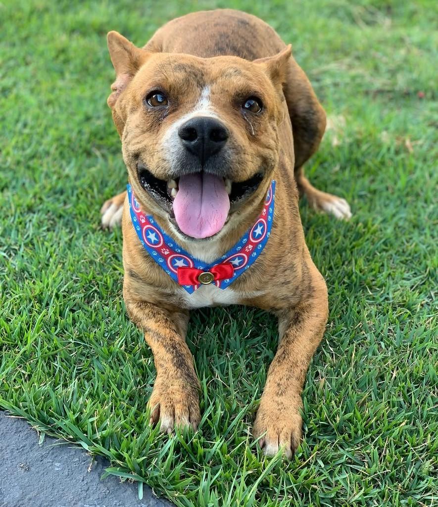 Spike, cachorro de porte médio para adoção em Goiânia - GO