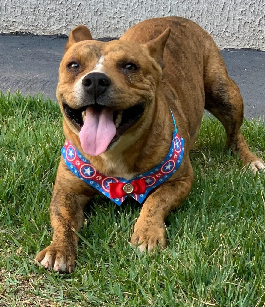 Spike, cachorro de porte médio para adoção em Goiânia - GO — foto 2 de 3