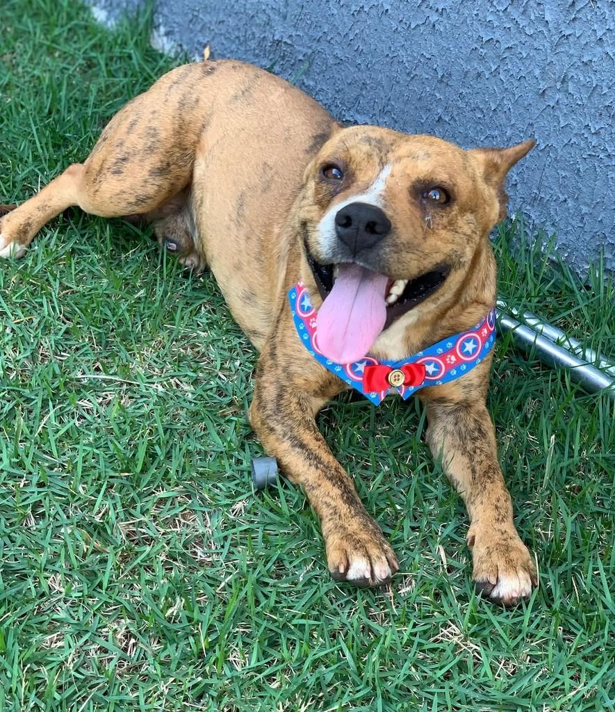 Spike, cachorro de porte médio para adoção em Goiânia - GO — foto 3 de 3