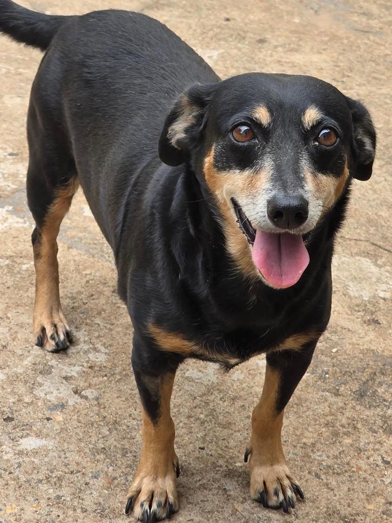Tatá, cadela de porte pequeno para adoção em Goiânia - GO