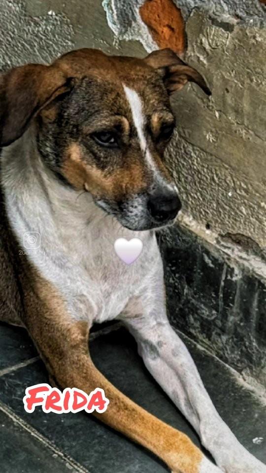 Frida, cachorro de porte médio para adoção em São Paulo - SP