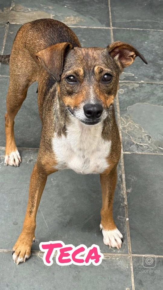 Teca, cachorro de porte pequeno para adoção em São Paulo - SP