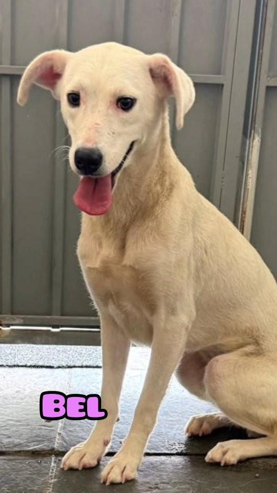 Bel, cachorro de porte médio para adoção em São Paulo - SP