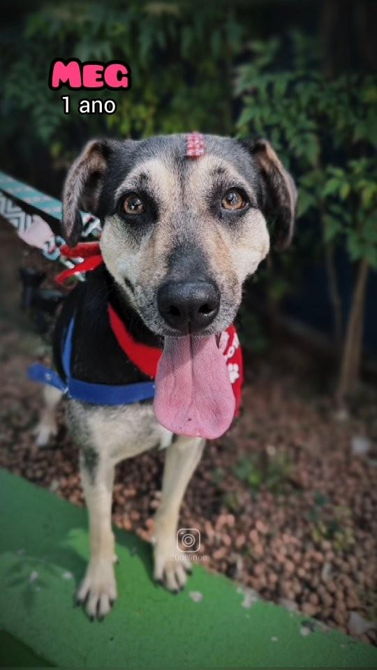 Meg, cachorro de porte médio para adoção em São Paulo - SP