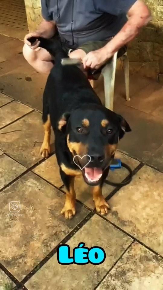 Léo, cachorro de porte grande para adoção em São Paulo - SP