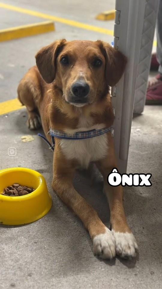 Ônix, cachorro de porte médio para adoção em São Paulo - SP