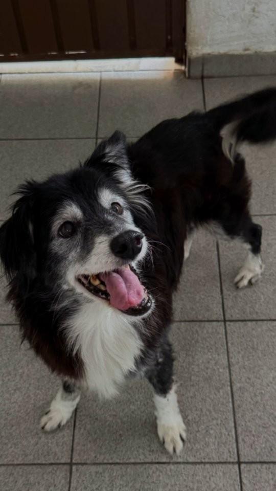 Vítor, cachorro de porte médio para adoção em São Paulo - SP