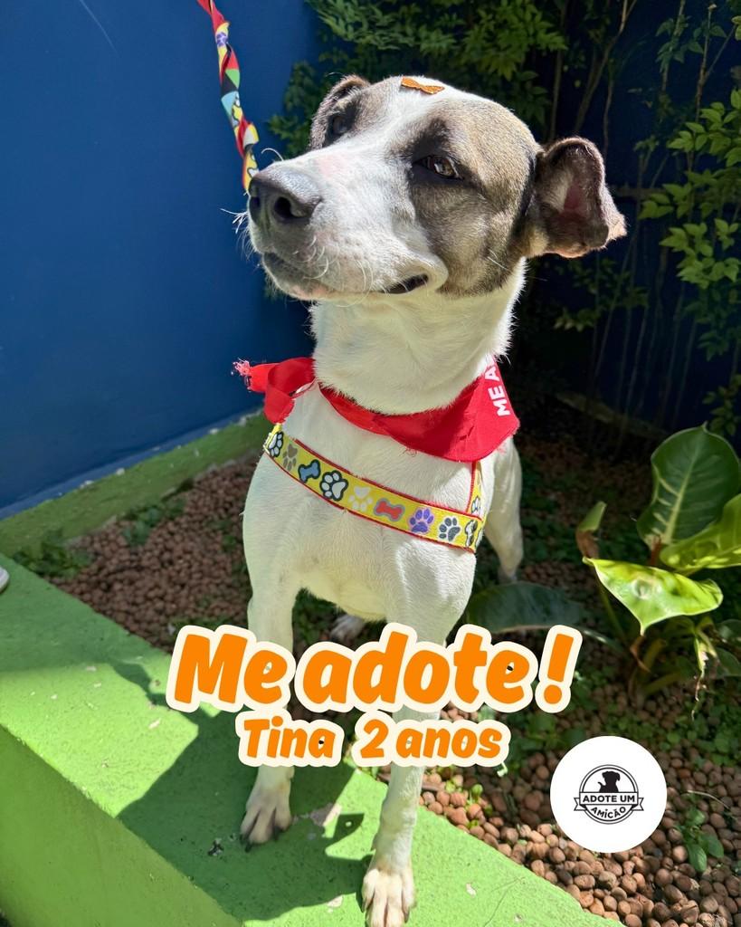 Tina, cachorro de porte médio para adoção em São Paulo - SP