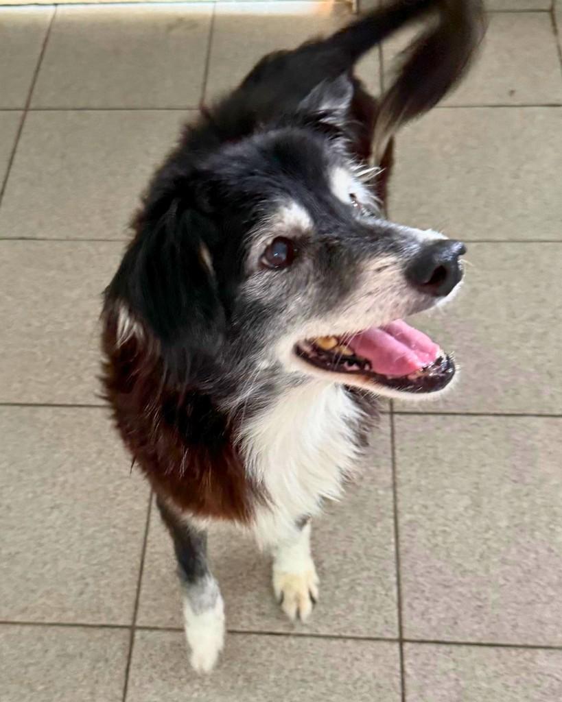 Victor, cachorro de porte médio para adoção em São Paulo - SP