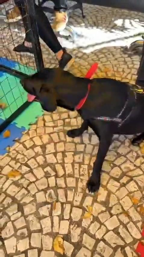 Rute, cachorro de porte médio para adoção em São Paulo - SP