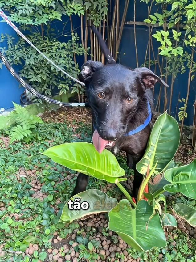 Faruk, cachorro de porte médio para adoção em São Paulo - SP