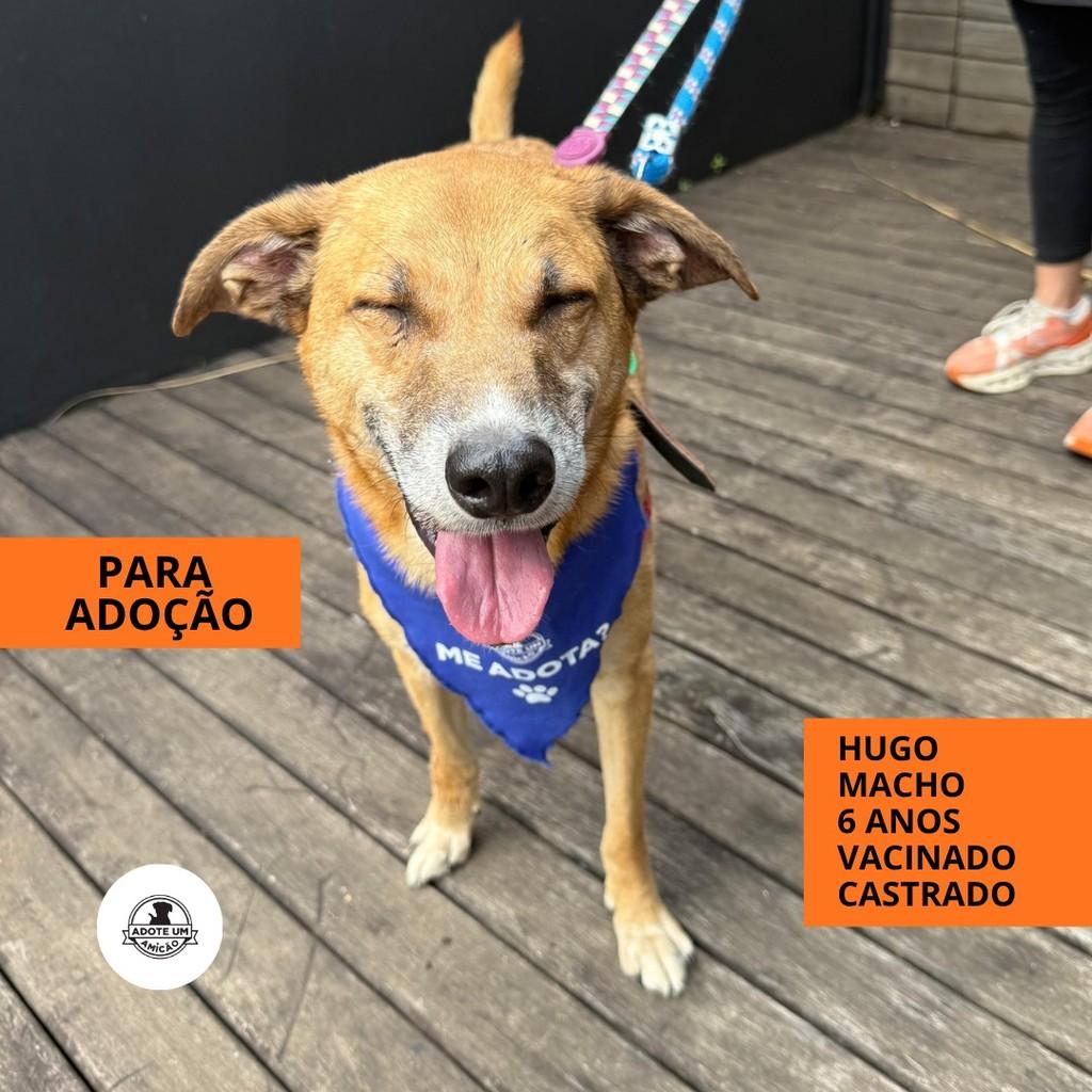 Hugo, cachorro de porte grande para adoção em São Paulo - SP
