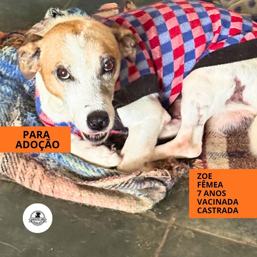 Zoe, cadela de porte grande para adoção em São Paulo - SP