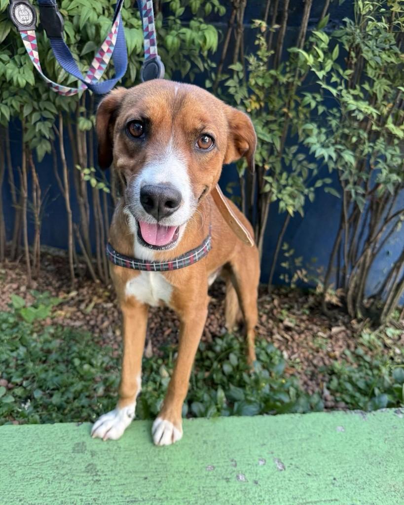 Rex, cachorro de porte médio para adoção em São Paulo - SP