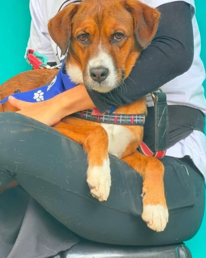Rex, cachorro de porte médio para adoção em São Paulo - SP — foto 5 de 5