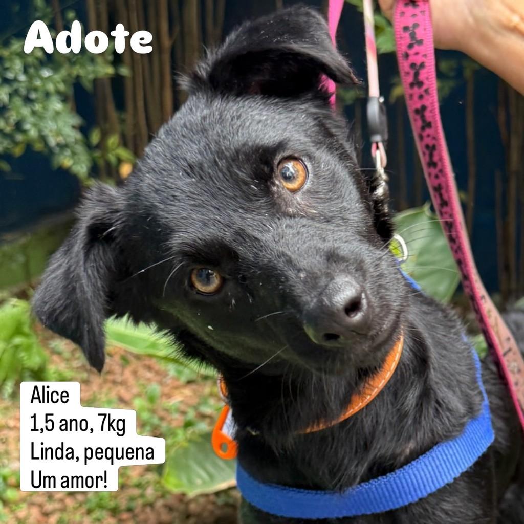 Alice, cachorro de porte pequeno para adoção em São Paulo - SP