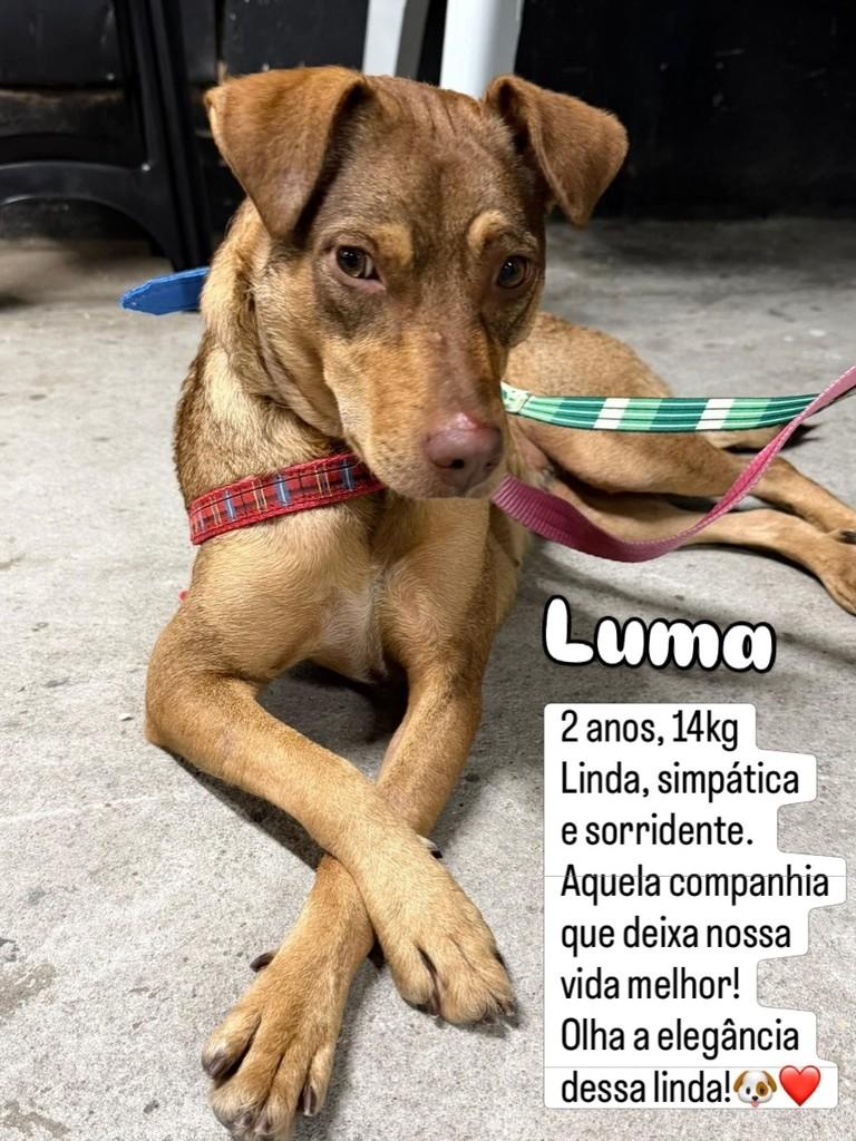 Luma, cachorro de porte pequeno para adoção em São Paulo - SP