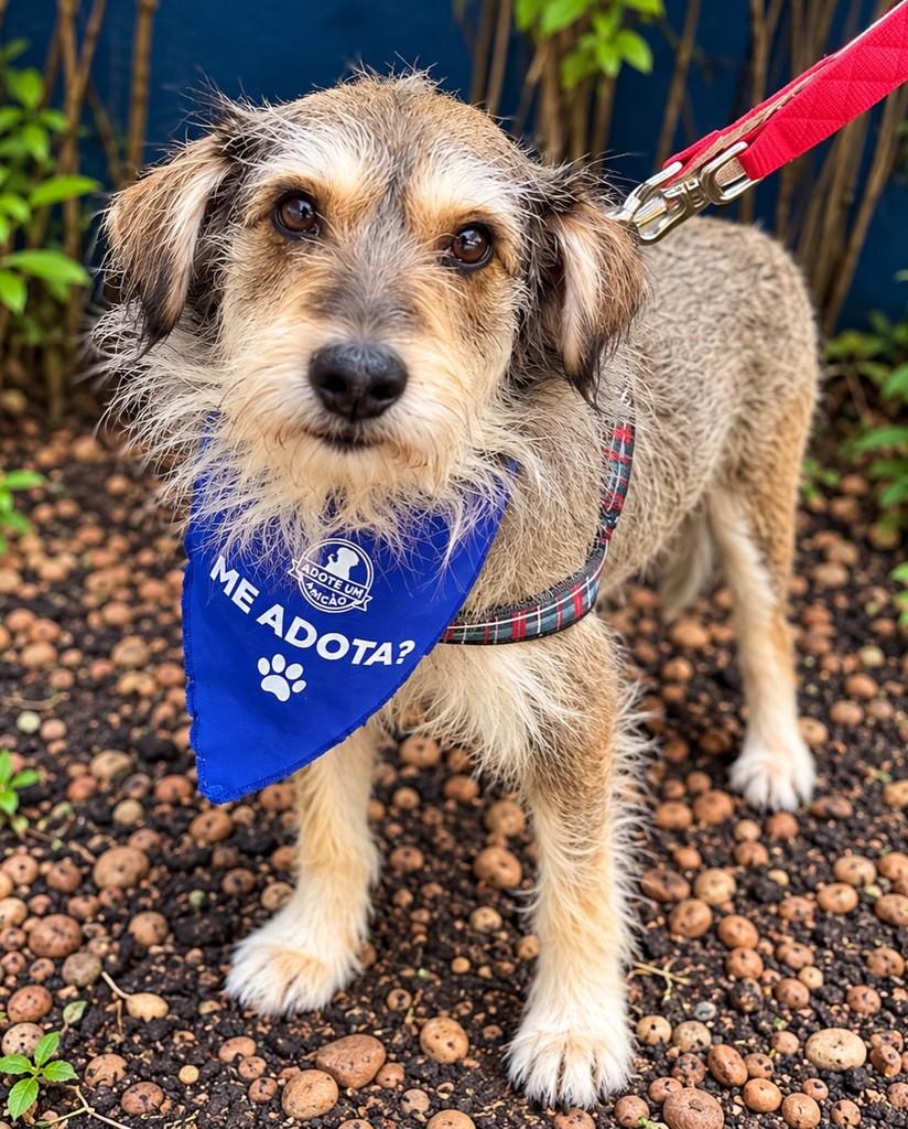 Toby, cachorro de porte médio para adoção em São Paulo - SP
