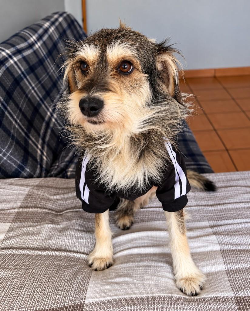 Toby, cachorro de porte médio para adoção em São Paulo - SP — foto 2 de 6
