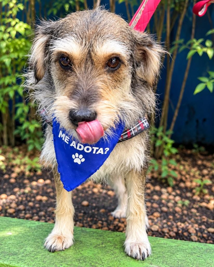 Toby, cachorro de porte médio para adoção em São Paulo - SP — foto 3 de 6