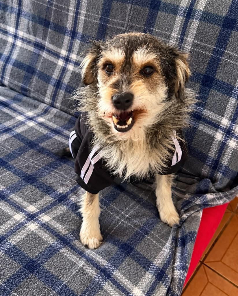 Toby, cachorro de porte médio para adoção em São Paulo - SP — foto 4 de 6