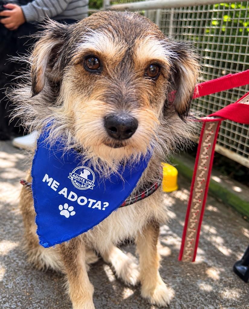 Toby, cachorro de porte médio para adoção em São Paulo - SP — foto 5 de 6