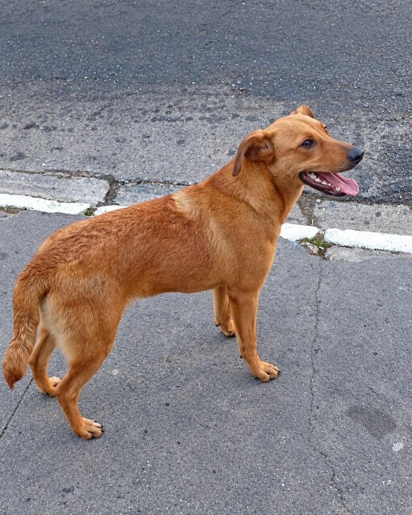 Serena, cadela de porte médio para adoção em São Paulo - SP