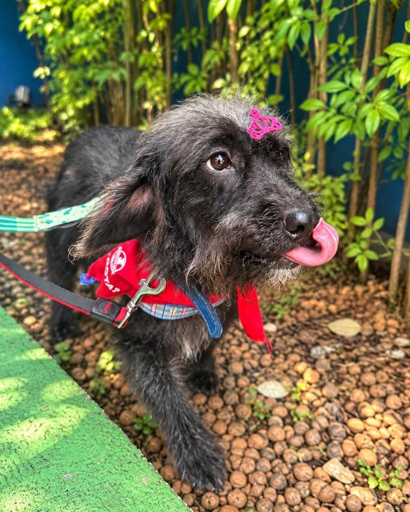 Kioko, cadela de porte pequeno para adoção em São Paulo - SP — foto 3 de 5