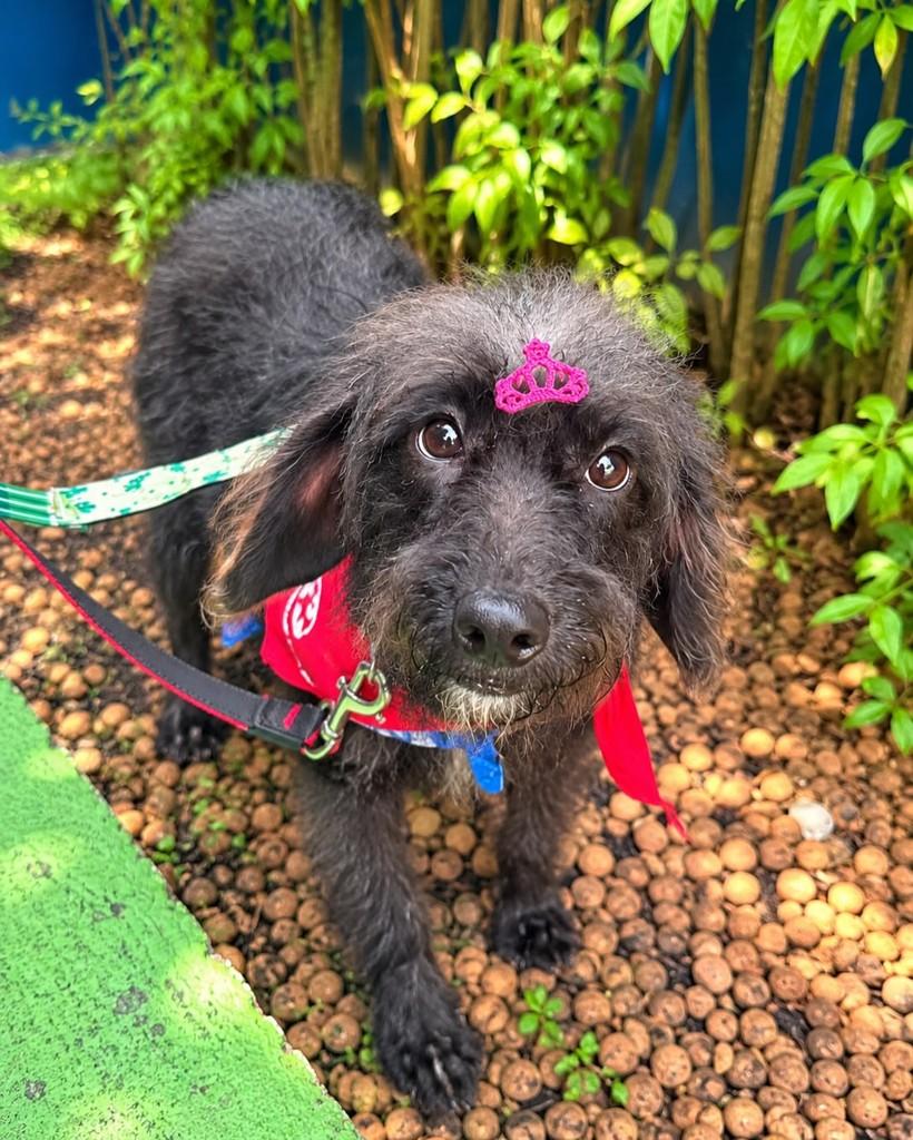Kioko, cadela de porte pequeno para adoção em São Paulo - SP — foto 4 de 5