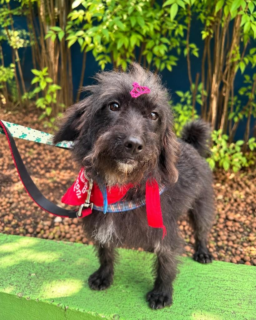 Kioko, cadela de porte pequeno para adoção em São Paulo - SP — foto 5 de 5